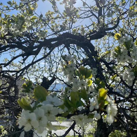 Retro Hus Med Fin Beliggenhet Haddal